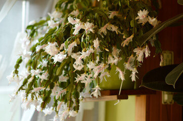 blooming white Christmas cactus in the pot