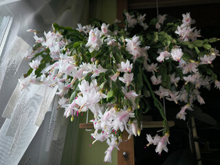 blooming white Christmas cactus in the pot