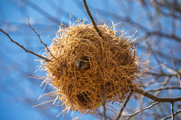 Bird in a Weaver Nest on Tree Branch