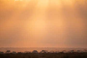 Golden Sunset Over African Savanna Horizon, Kenya