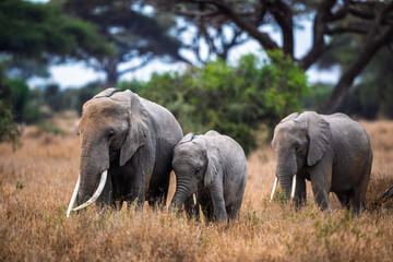 Elephant Family Walking Through the African Savannah