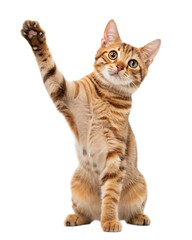 Obraz premium A tabby cat sitting with its paw raised in the air looking up against a black background in a studio shot