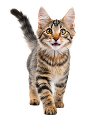 Obraz premium A tabby cat with yellow eyes and mouth slightly open walking towards the viewer on black background