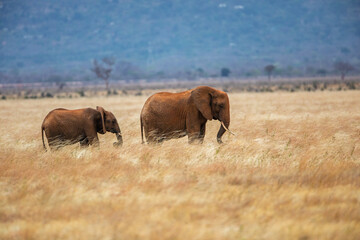 Elephant Family Walking Through the African Savannah