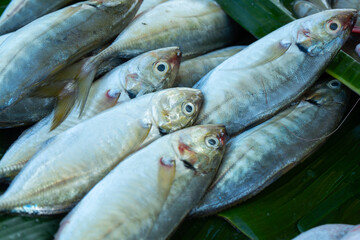 Fresh mackerel scad (Rastrelliger) fish neatly arranged on banana leaves at a traditional market. commonly found in Southeast Asian seafood cuisine and local fish trading.