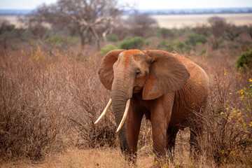 Red African Elephant in Tsavo National Park