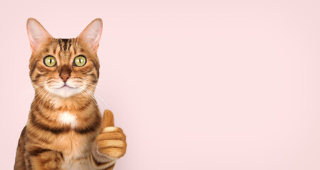 Bengal cat with thumb up on pink background