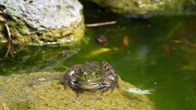 Common frog, Rana temporaria, single reptile croaking in water, also known as the European common frog or European grass frog is a semi-aquatic amphibian of the family Ranidae