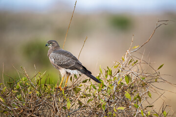 African Hawk Perched on a Branch in Natural Habitat