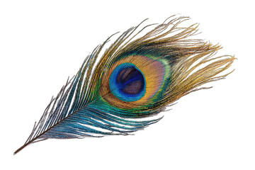 Vibrant peacock feather, intricate detail