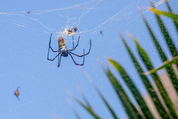 Golden Orb Weaver Spider on Web