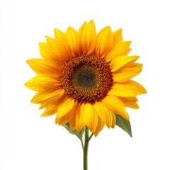 Fototapeta premium A bright, beautiful sunflower in full bloom. It has vibrant yellow petals and a dark center