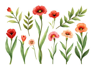 red tulips isolated on white. bouquet of flowers. Watercolor flower with green leaves. floral frame and background. flower border illustration set. Watercolor floral.