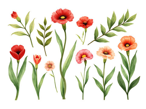 red tulips isolated on white. bouquet of flowers. Watercolor flower with green leaves. floral frame and background. flower border illustration set. Watercolor floral.