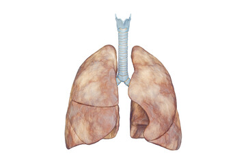 Human lungs with trachea anterior view isolated on white background with copy space 3D rendering illustration. Organ of the respiratory system anatomy, medical, science, biology, healthcare concepts.