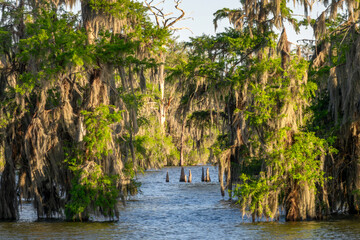 Lake Martin at Cypress Island Preserve, Cypress swamp scenic landscape, Breaux Bridge near...