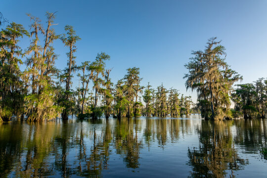 Lake Martin at Cypress Island Preserve, Cypress swamp scenic landscape with reflections, Breaux Bridge near Lafayette, Louisiana - Powered by Adobe