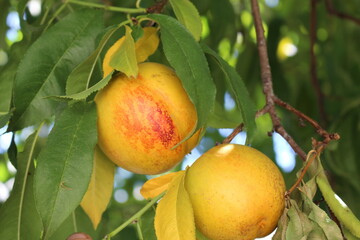 nectarine season in our garden desserts will start to be prepared in our kitchen