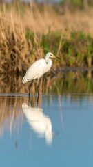 White heron wading in calm water