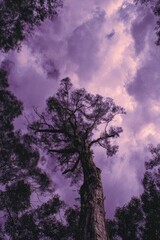 Upward view of a large tree against a vibrant purple sky