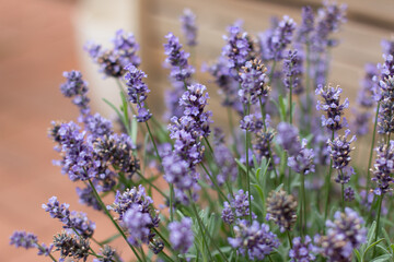 Lavendel angustifolia in Nahaufnahme im Garten, nass