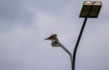 Common kestrel in natural conditions on a sunny day in August in Russia