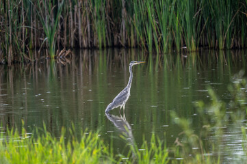 Great Grey Heron in natural conditions on a sunny day on a lake in August in Russia