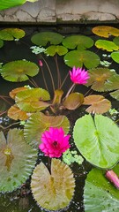 Bright Pink Lotus Flowers Floating on Pond with Green Leaves | 연못 위의 분홍 연꽃과...