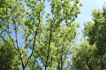 Beautiful trees with green leaves growing under blue sky, low angle view