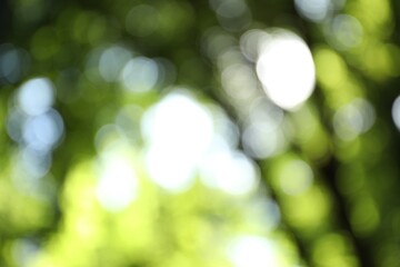 Obraz premium Blurred view of tree with green leaves