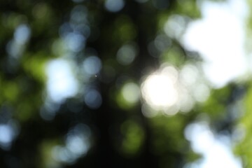 Obraz premium Blurred view of tree with green leaves