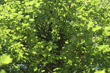 Beautiful tree with green leaves growing outdoors, closeup