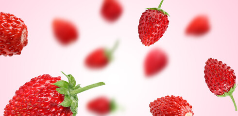 Fresh ripe wild strawberries in air against pink gradient background
