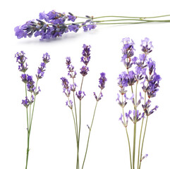 Naklejka premium Fragrant lavender flowers isolated on white, set