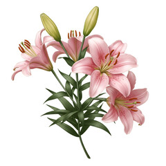 Obraz premium ピンクユリの透明背景に咲く花束 葉とつぼみの美しい花のアートデザイン