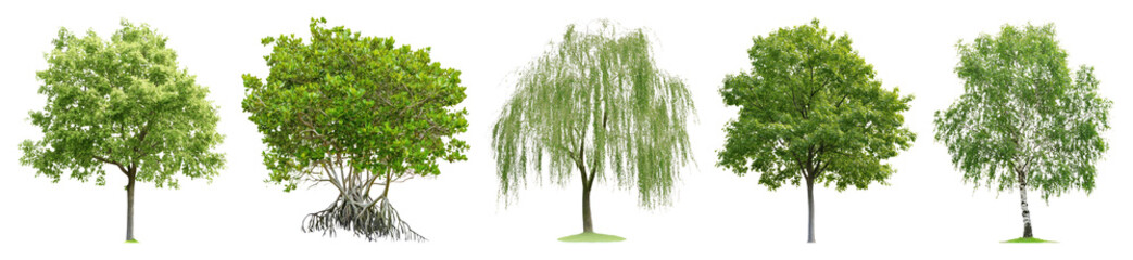 Fototapeta premium Diverse trees showcasing natural beauty