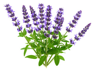 Fototapeta premium Side-Angle Composition of Sea Holly Flower with Curved Stem and Partially Opened Spiky Bracts, Isolated Botanical Illustration 