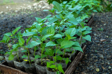 chili plant seeds