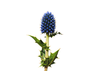 Single Sea Holly Stem with Blue Spiky Flower Head and Green Leaves, Front Botanical View, Isolated on Transparent Background  