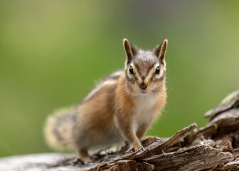 Chipmunk, (Neotamias tamias)