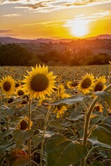 Obraz premium A vibrant field of sunflowers glowing under the golden African sun, their yellow petals facing the light, symbol of life, joy, and endless summer beauty