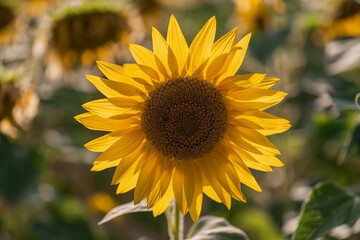 Naklejka premium A vibrant field of sunflowers glowing under the golden African sun, their yellow petals facing the light, symbol of life, joy, and endless summer beauty