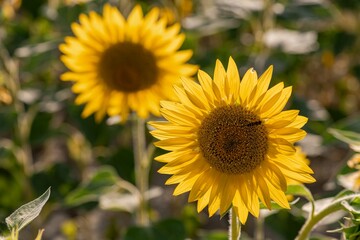 A vibrant field of sunflowers glowing under the golden African sun, their yellow petals facing the light, symbol of life, joy, and endless summer beauty
