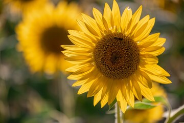 A vibrant field of sunflowers glowing under the golden African sun, their yellow petals facing the light, symbol of life, joy, and endless summer beauty