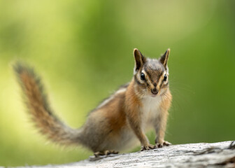 Chipmunk, (Neotamias tamias)