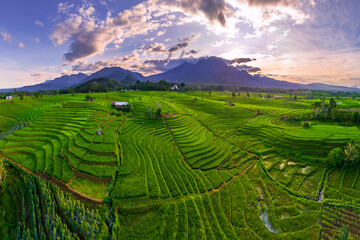 the beauty of Indonesia's natural panorama with terraces under the mountains