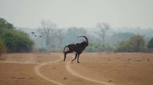 Male Sable antelope running across the plain in Gonarezhou National Park, Zimbabwe, followed by small birds. Slow motion telephoto shot capturing dynamic movement