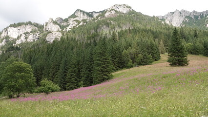 Widok wysokich i ostrych gór na tle niebieskiego nieba i z widocznymi porośniętymi lasem zboczami © tomo81