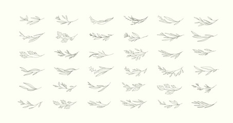 Set of floral design elements. Delicate botanical branch in arcs form with flowers and leaves, intricate hand drawn details. Botanical vector illustration for invitation