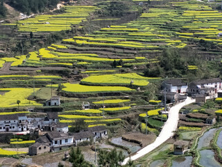 Chinese countryside springtime landscape with blooming yellow rapeseed terraces,village homes,and a...